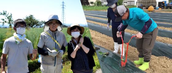 2023年5月開催「里芋植付けと春のアスパラガス収穫体験」参加者募集中
