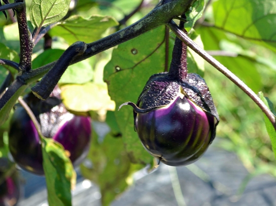 2023年8月21日〜開催「薄皮丸茄子収穫と漬物づくり」参加者募集中